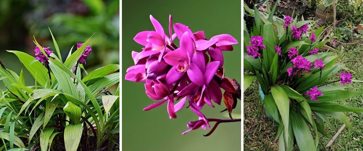 Orquídea-grapete