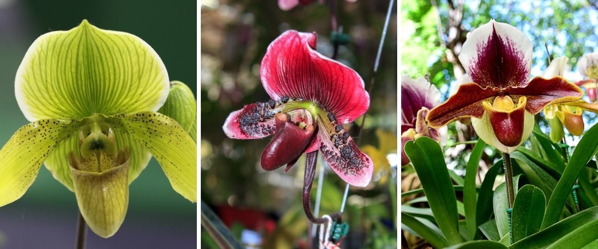 Orquídea-sapatinho - Paphiopedilum