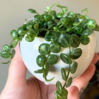Colar-de-tartarugas - Peperomia prostrata