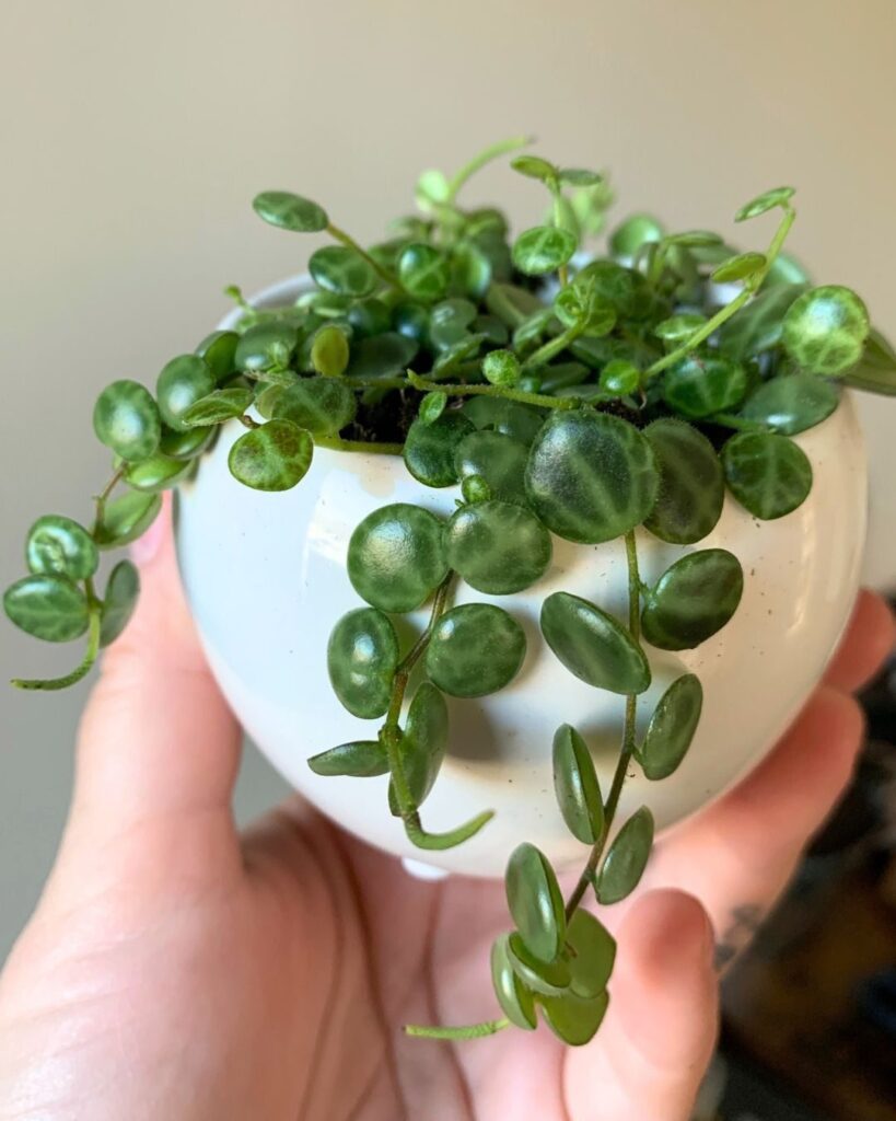 Colar-de-tartarugas - Peperomia prostrata