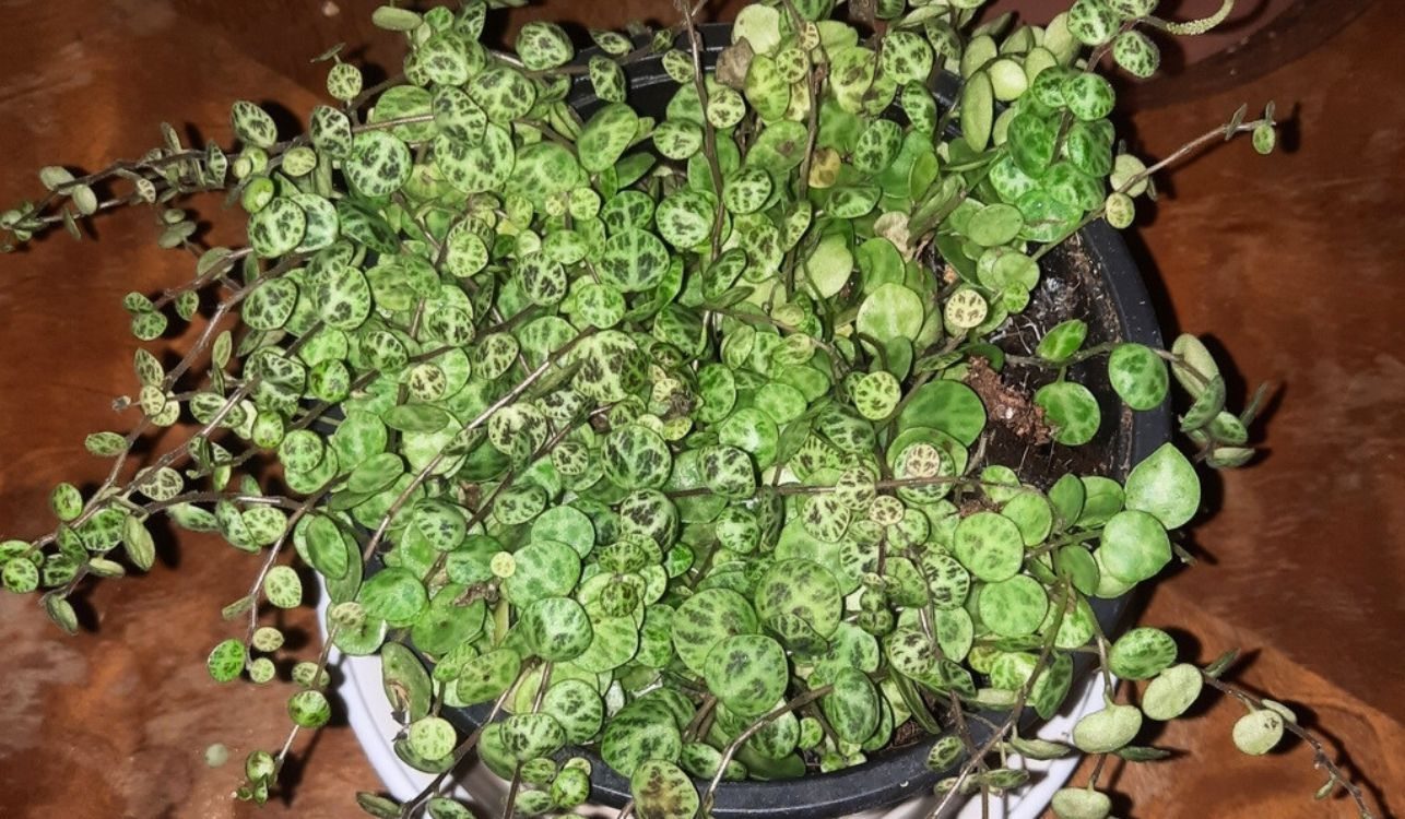 Colar-de-tartarugas - Peperomia prostrata