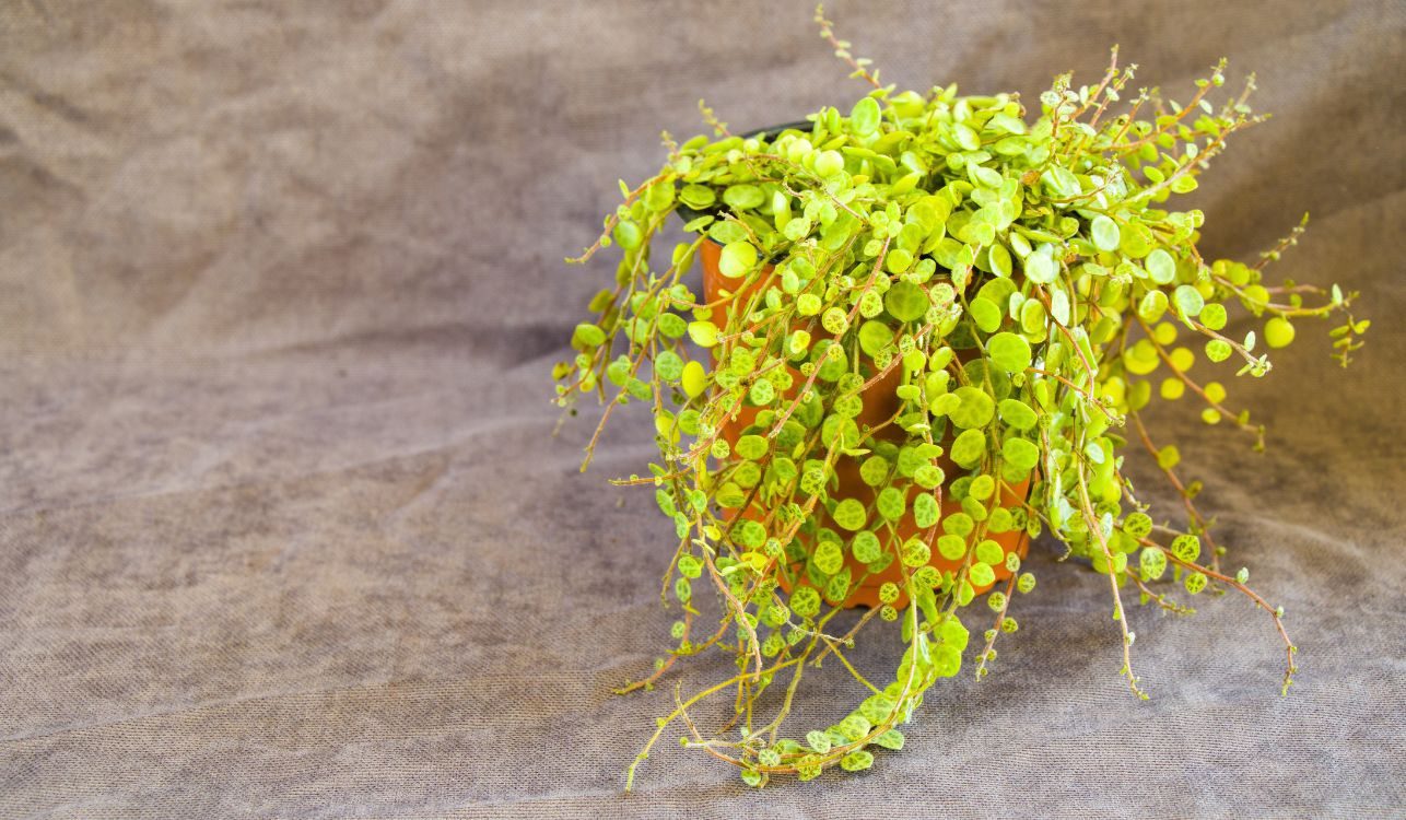 Colar-de-tartarugas - Peperomia prostrata