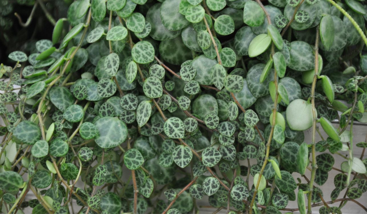 Colar-de-tartarugas - Peperomia prostrata