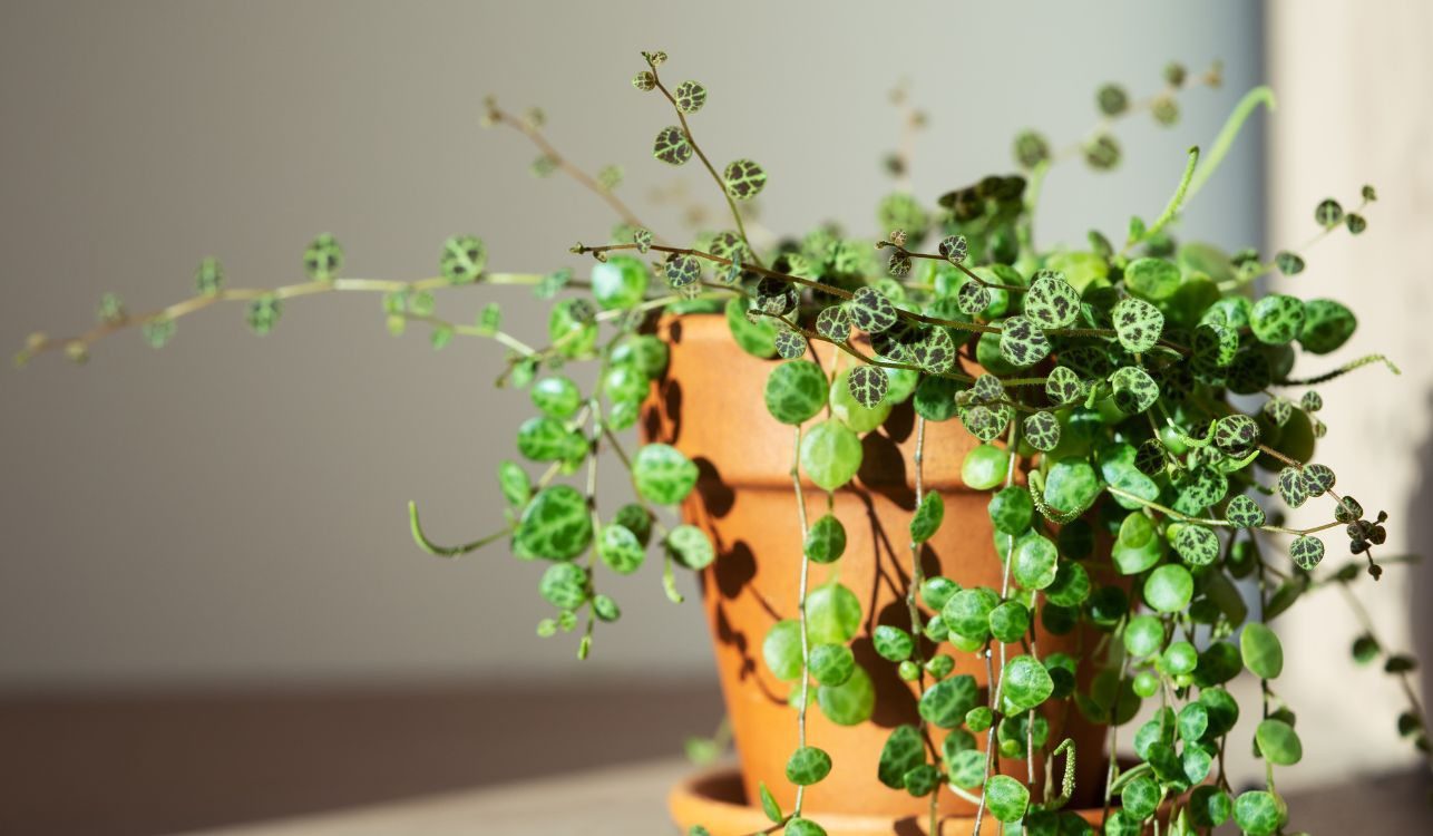 Colar-de-tartarugas - Peperomia prostrata