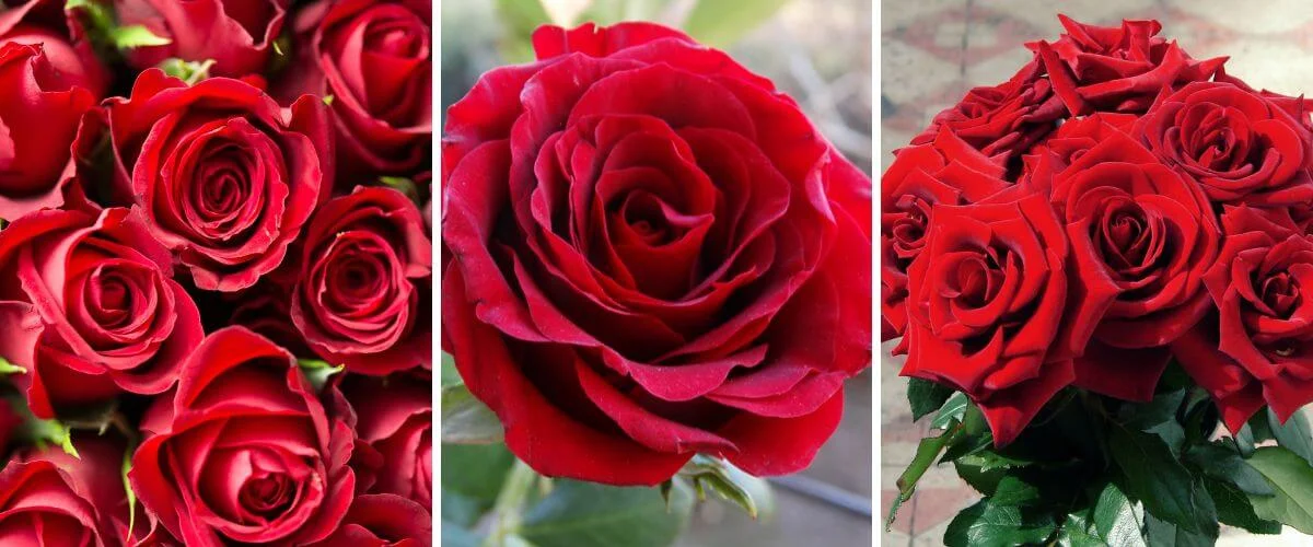Rosa sp.