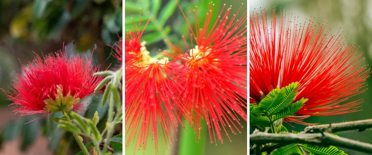 Calliandra tweedii