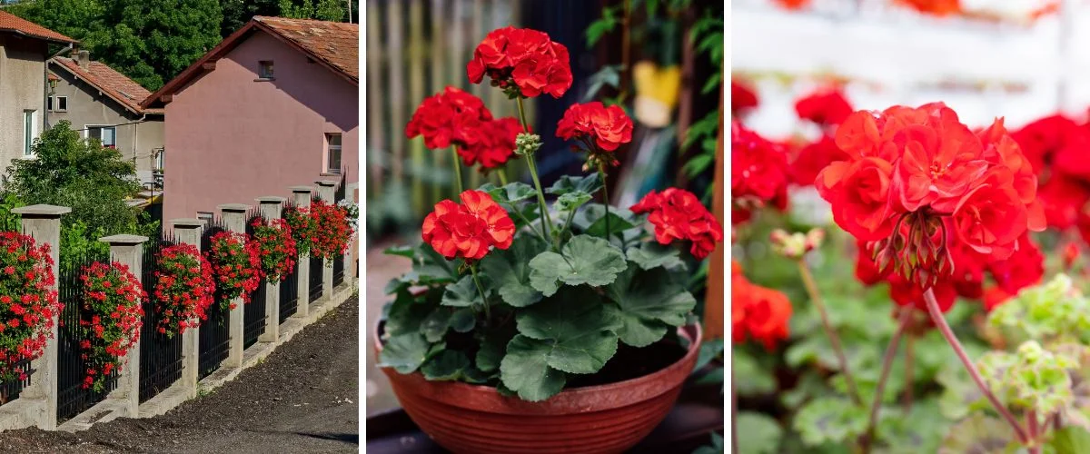 Pelargonium