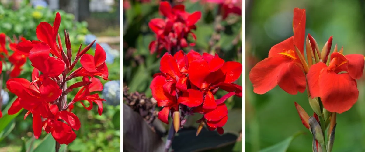 Canna indica