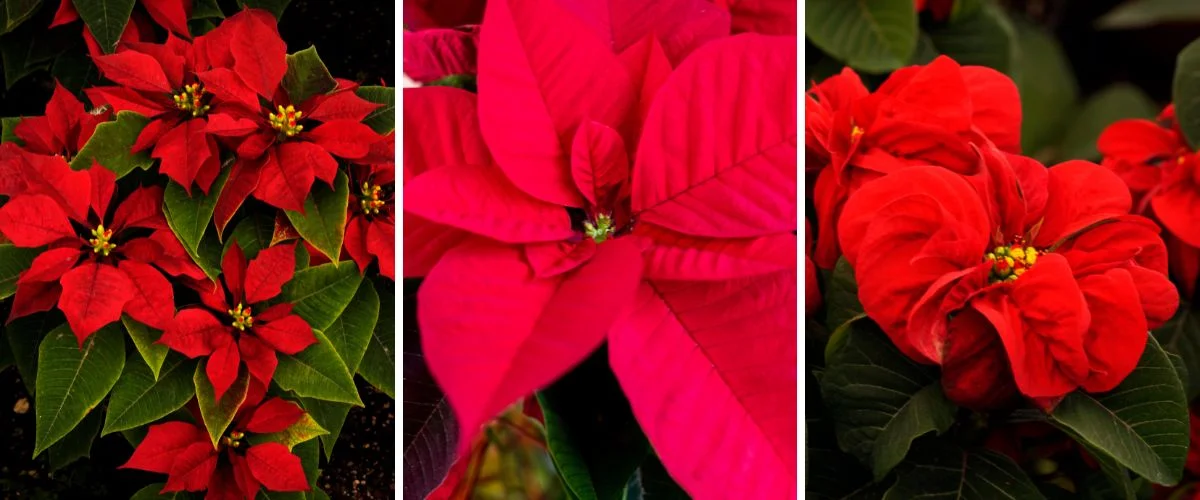 Euphorbia pulcherrima