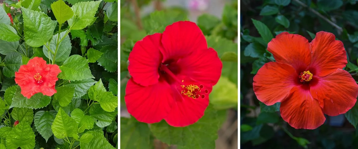 Hibiscus
