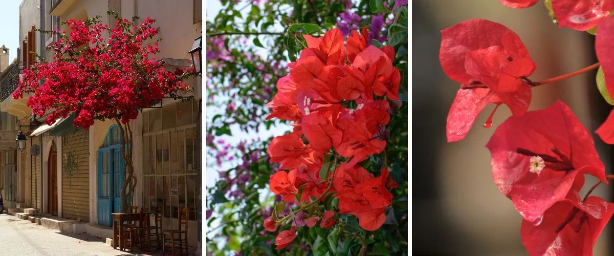 Boungainvillea