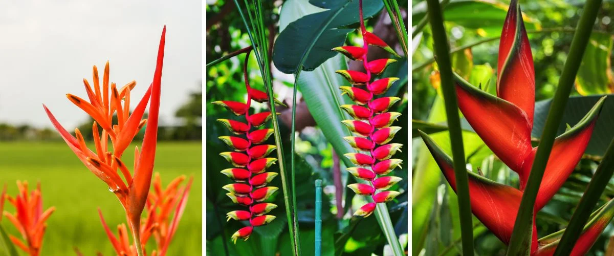 Heliconia rostrata, bihai