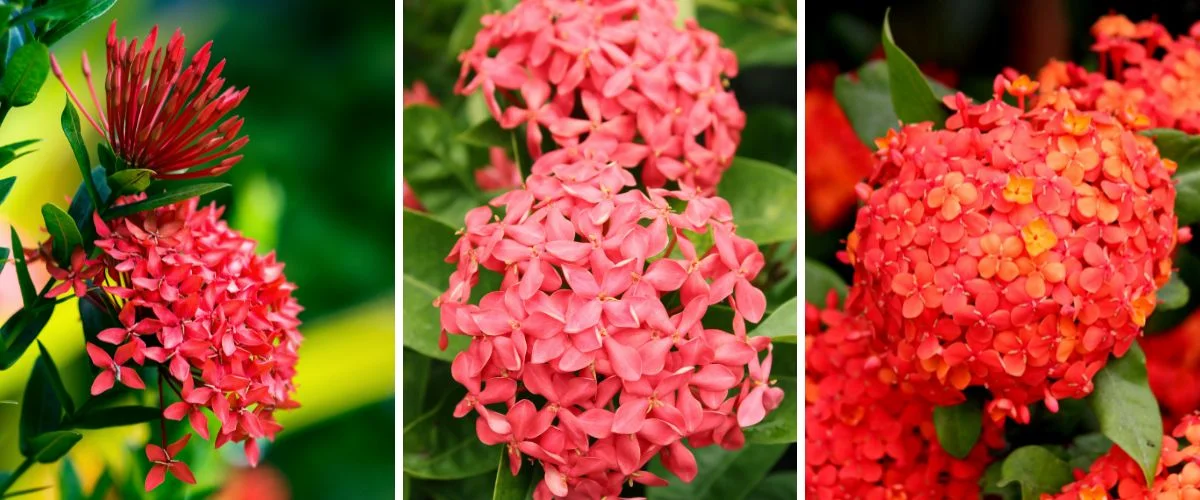 Ixora