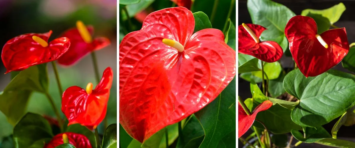 Anthurium
