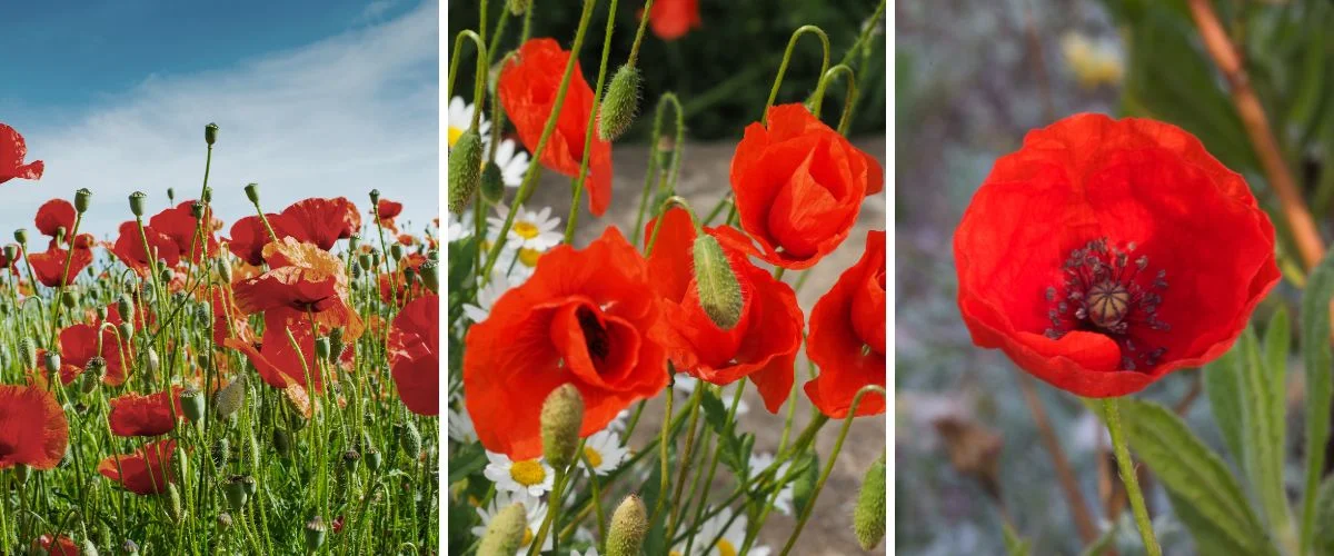 Papaver