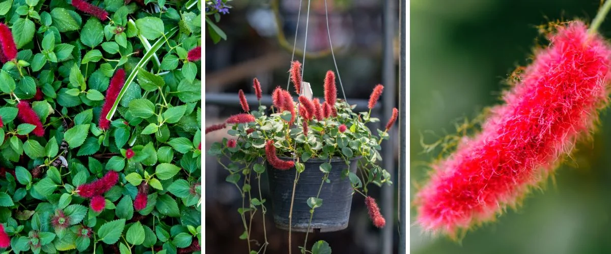 Acalypha reptans
