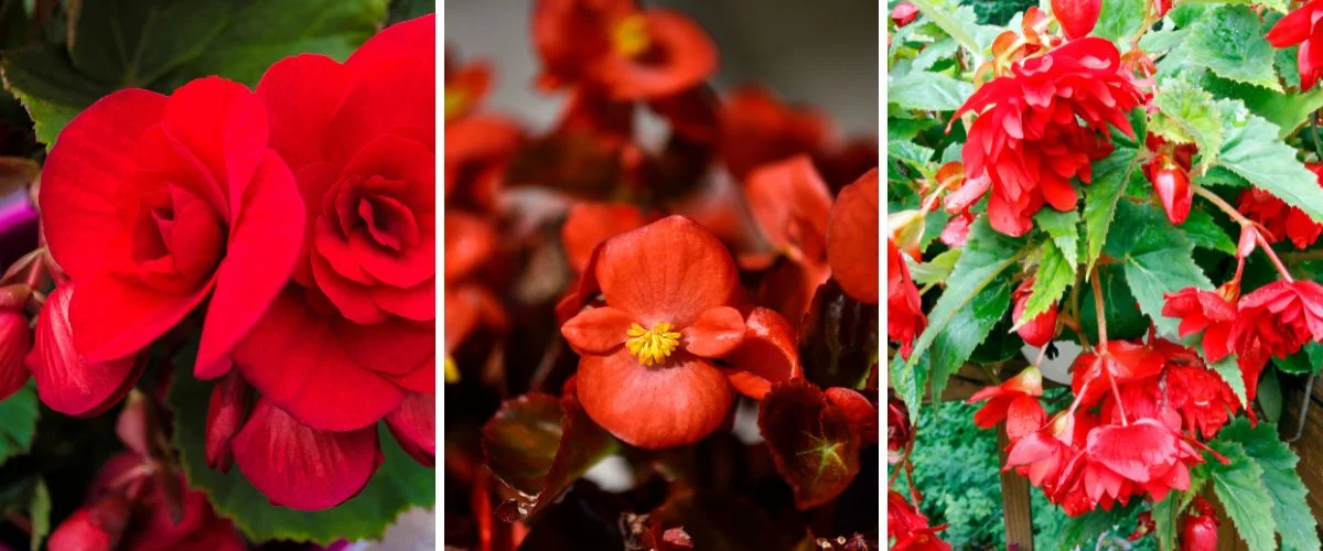 Begonia