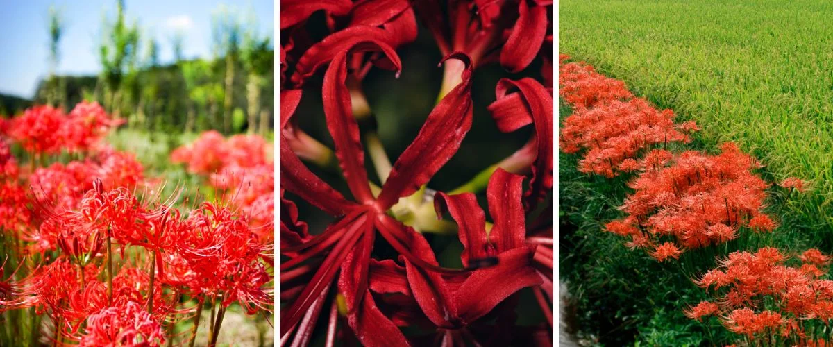 Lycoris radiata
