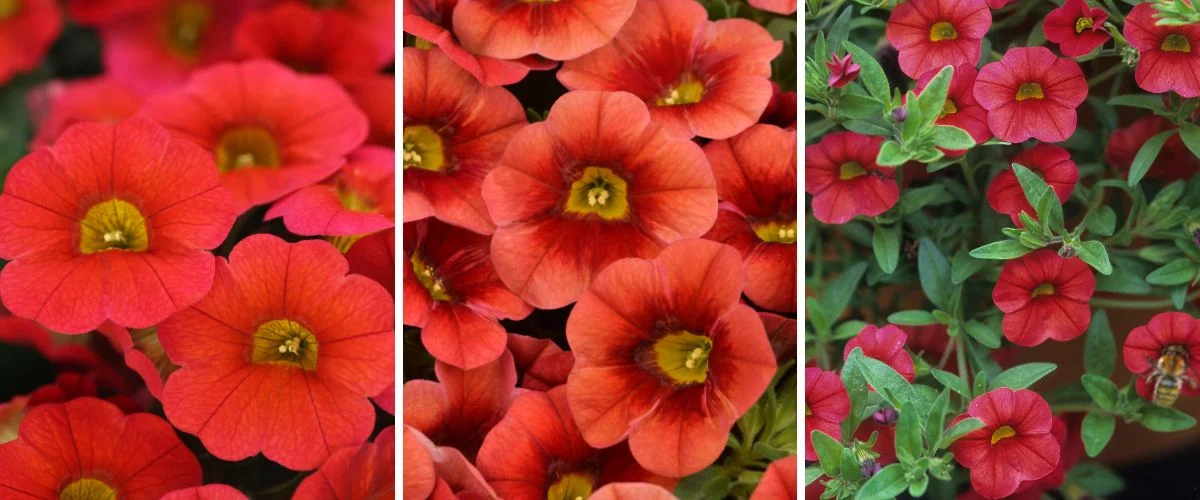 Calybrachoa