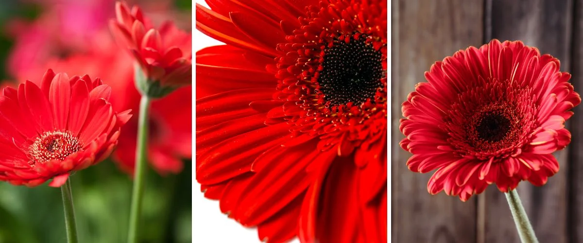 Gerbera