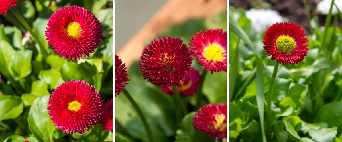 Bellis perennis