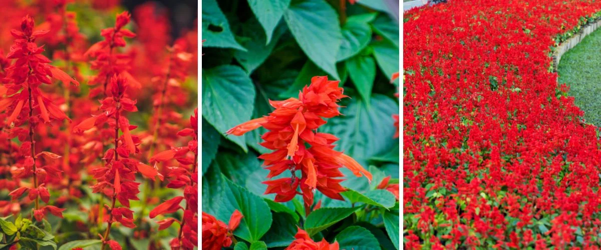 Salvia splendens