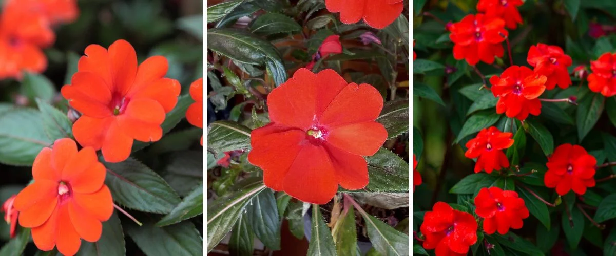 Impatiens balsamina