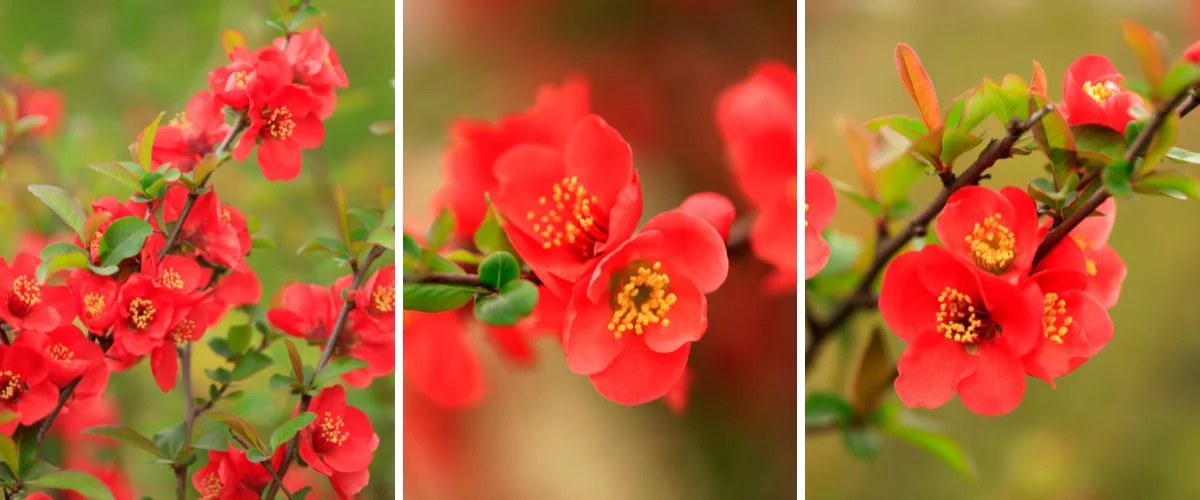 Chaenomeles speciosa