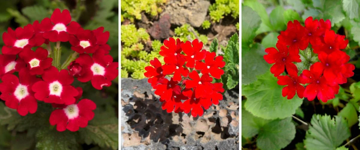 Verbena
