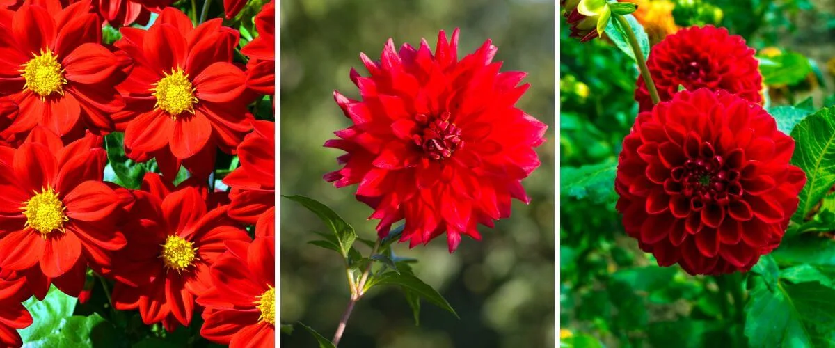 Dahlia
