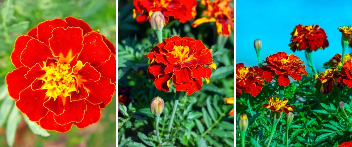 Tagetes patula