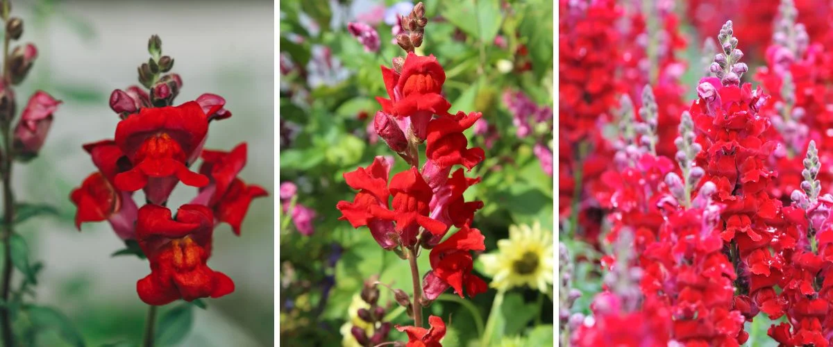 Antirrhinum