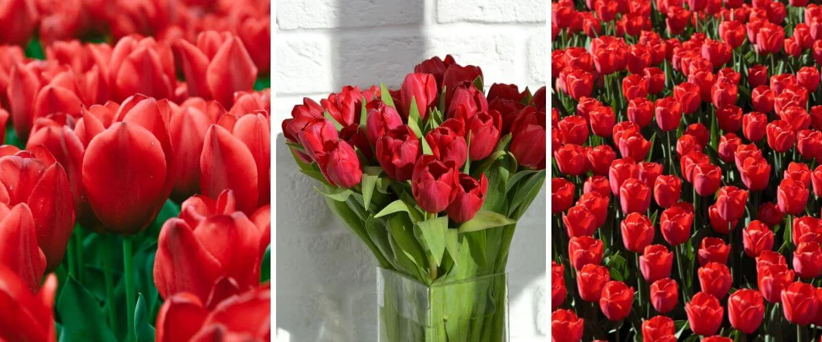 Tulipa
