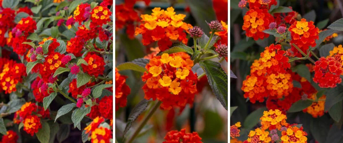 Lantana camara