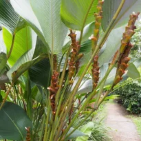 Calathea lutea