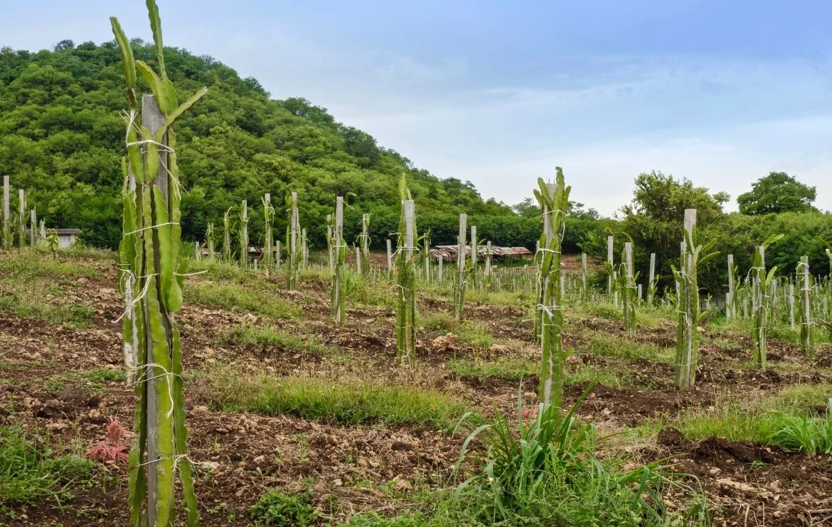 Plantação de Pitaya 
