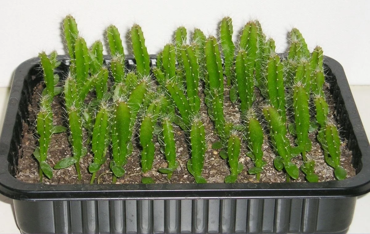 Seedling de Pitaya