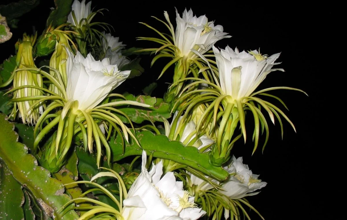 As flores da pitaya são espetaculares e se abrem à noite.