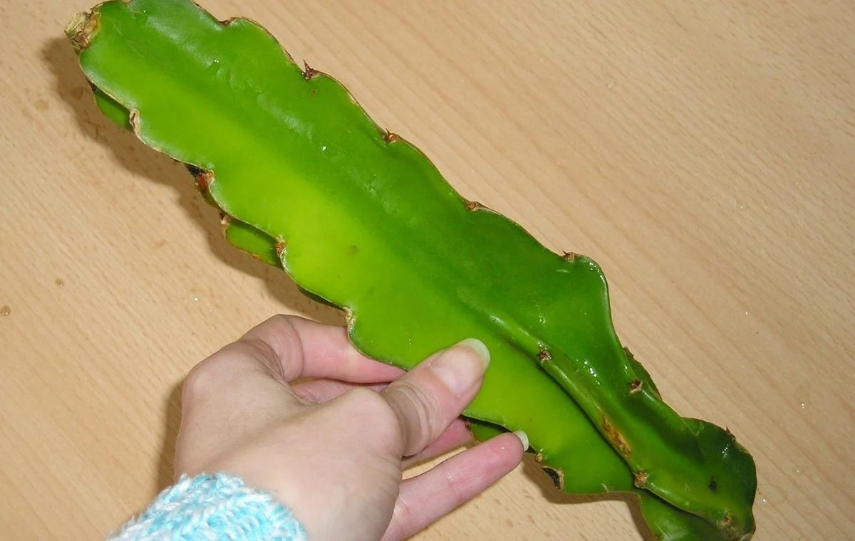 Estaca de Pitaya