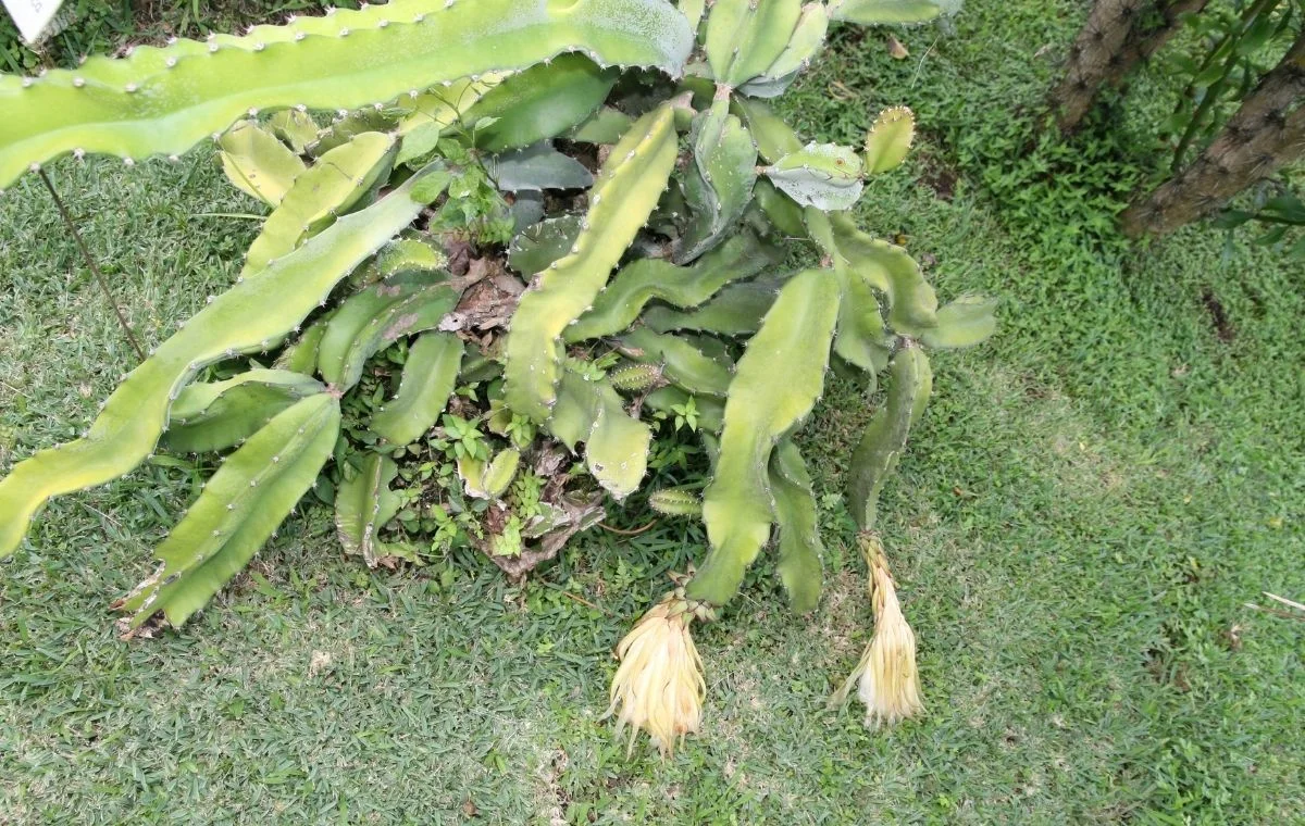 Pitaya sem suporte