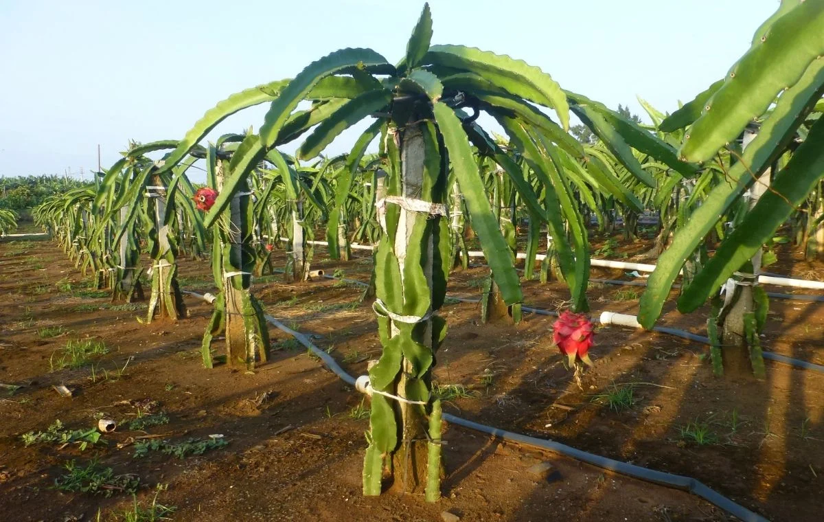 Pitaya irrigada