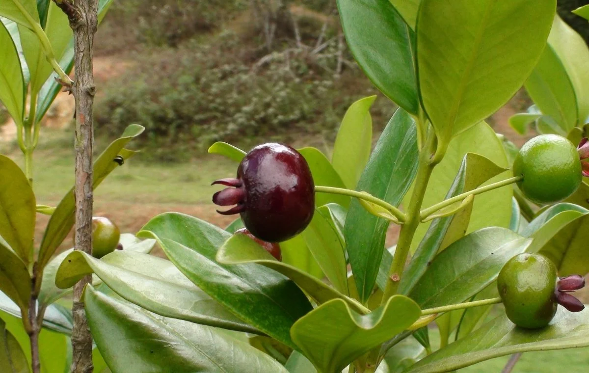 Grumixama - Eugenia brasiliensis