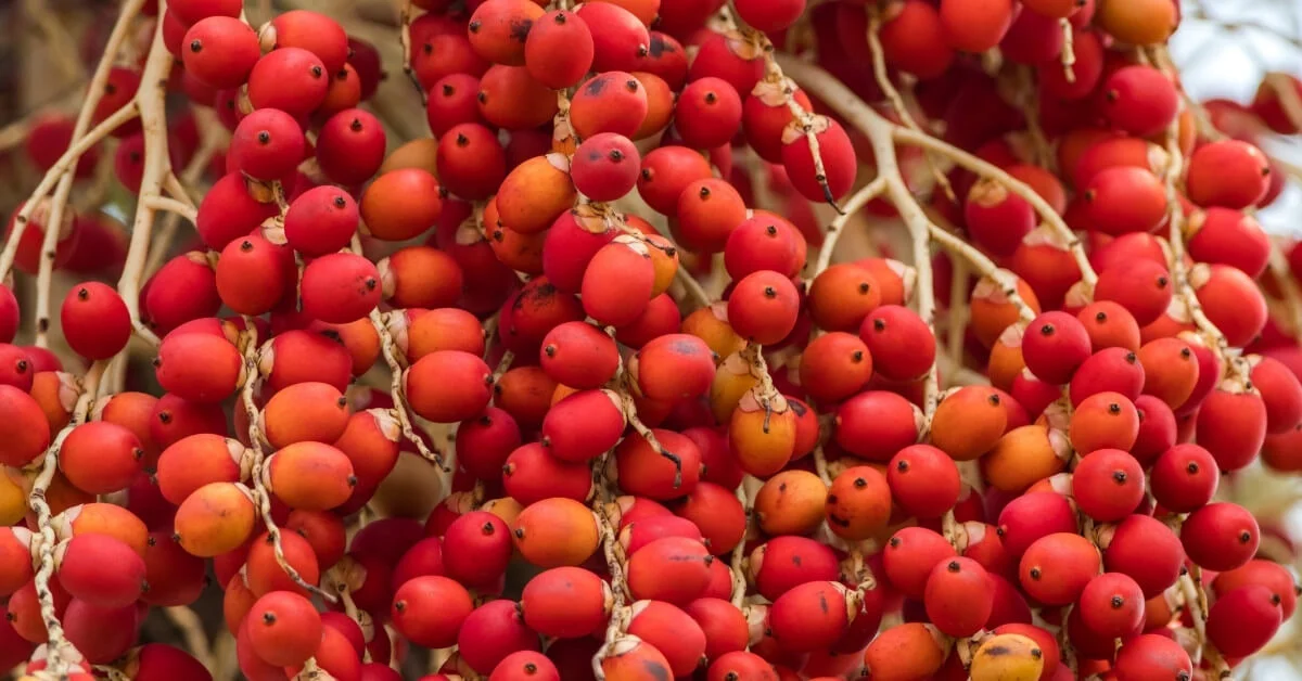 Carpentaria acuminata - Frutos