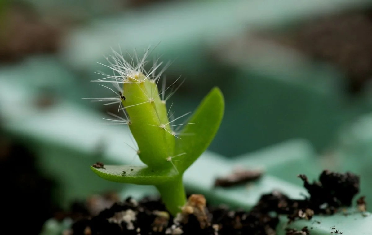 Seedling de Pitaya
