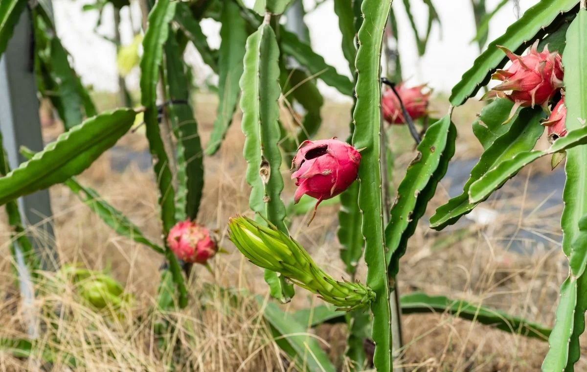 Fruto de pitaya