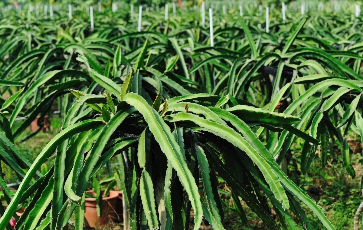 Campo de pitaya