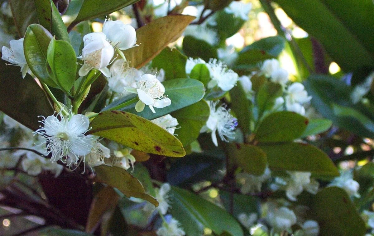 Grumixama - Eugenia brasiliensis - flowers