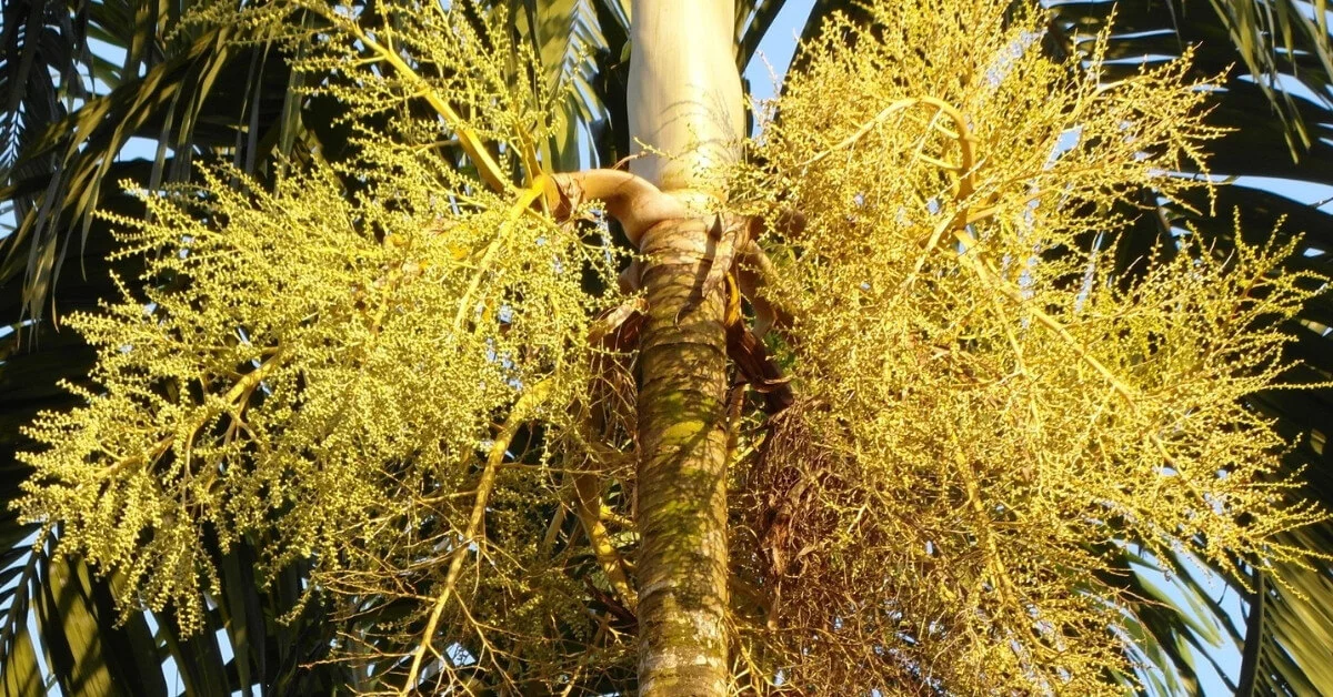 Carpentaria acuminata - flores