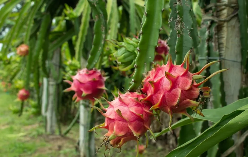 Selenicereus - Pitaya