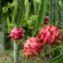Selenicereus - Pitaya